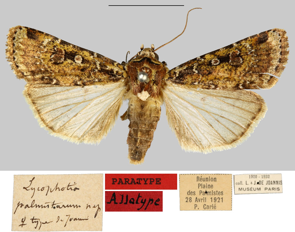 /filer/webapps/moths/media/images/P/palmistarum_Lycophotia_AT_MNHN.jpg