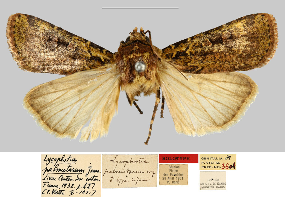 /filer/webapps/moths/media/images/P/palmistarum_Lycophotia_HT_MNHN.jpg