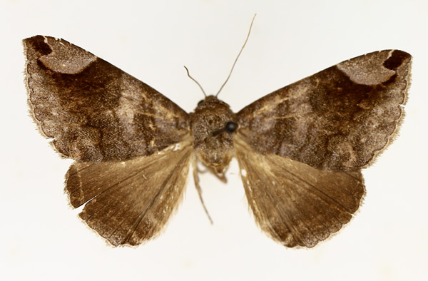 /filer/webapps/moths/media/images/P/palpalis_Bastilla_AF_TMSA.jpg