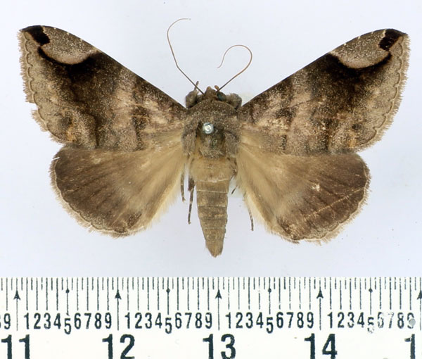 /filer/webapps/moths/media/images/P/palpalis_Bastilla_AM_BMNH.jpg