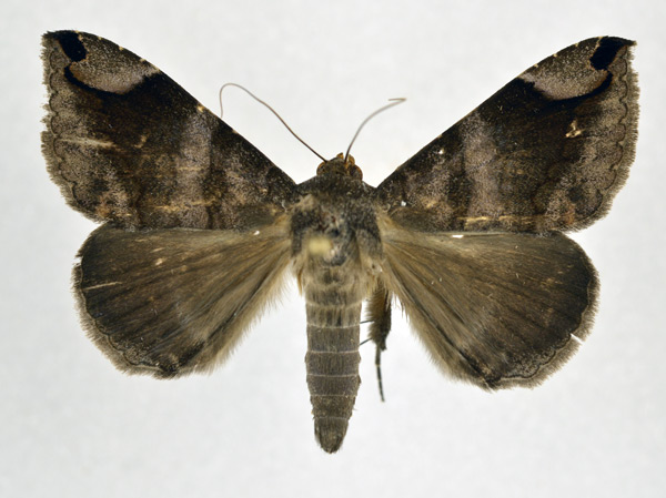 /filer/webapps/moths/media/images/P/palpalis_Bastilla_AM_NHMO.jpg