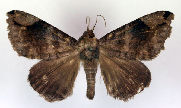 /filer/webapps/moths/media/images/P/palpalis_Bastilla_AM_RMCA.jpg