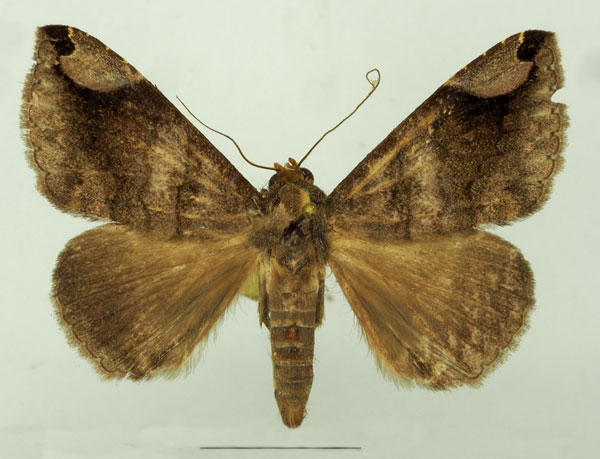 /filer/webapps/moths/media/images/P/palpalis_Dysgonia_AM_Basquin.jpg