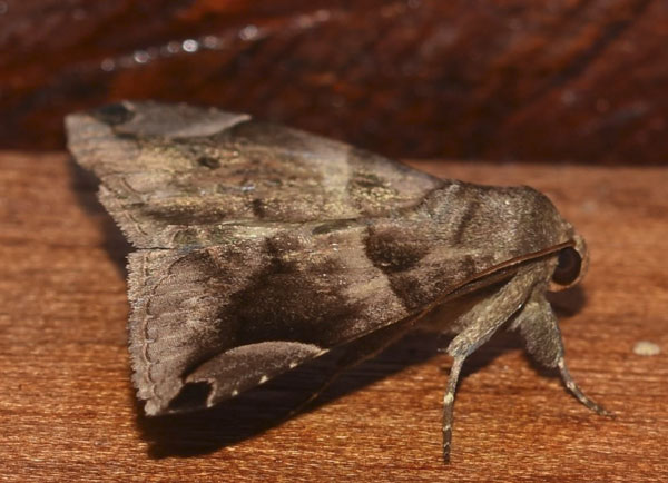 /filer/webapps/moths/media/images/P/palpalis_Dysgonia_A_Klimsa.jpg