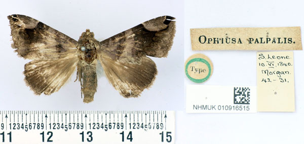 /filer/webapps/moths/media/images/P/palpalis_Ophiusa_HT_BMNH.jpg