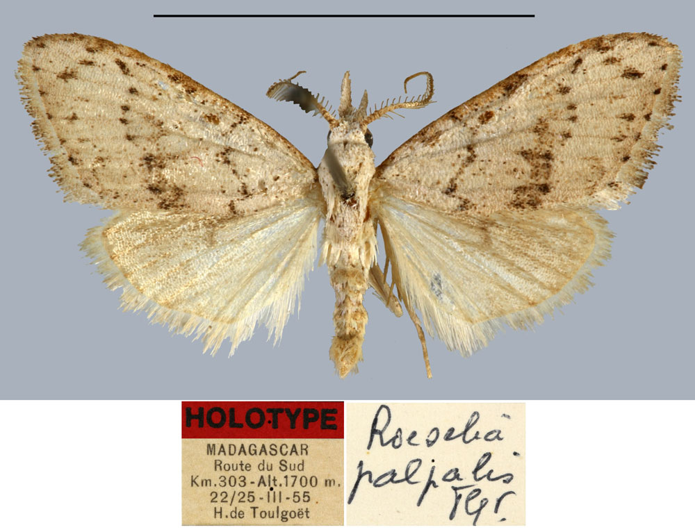 /filer/webapps/moths/media/images/P/palpalis_Roeselia_HT_MNHN.jpg