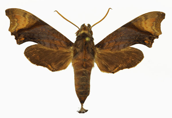 /filer/webapps/moths/media/images/P/palpalis_Temnora_AF_Basquin.jpg