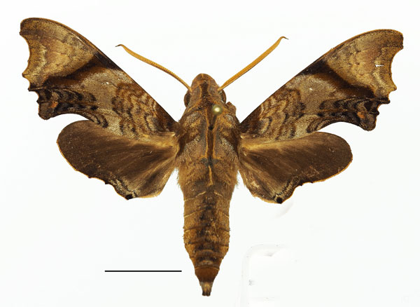 /filer/webapps/moths/media/images/P/palpalis_Temnora_AM_Basquina.jpg