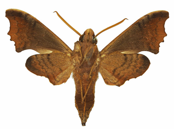 /filer/webapps/moths/media/images/P/palpalis_Temnora_AM_Basquinb.jpg