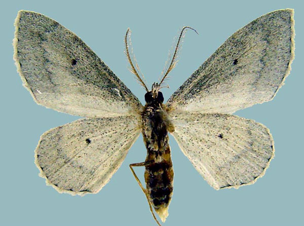 /filer/webapps/moths/media/images/P/palpifera_Scopula_AM_ZSMb.jpg