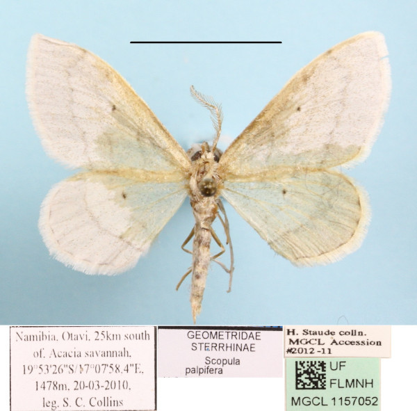 /filer/webapps/moths/media/images/P/palpifera_Scopula_A_MGCLa_01.JPG