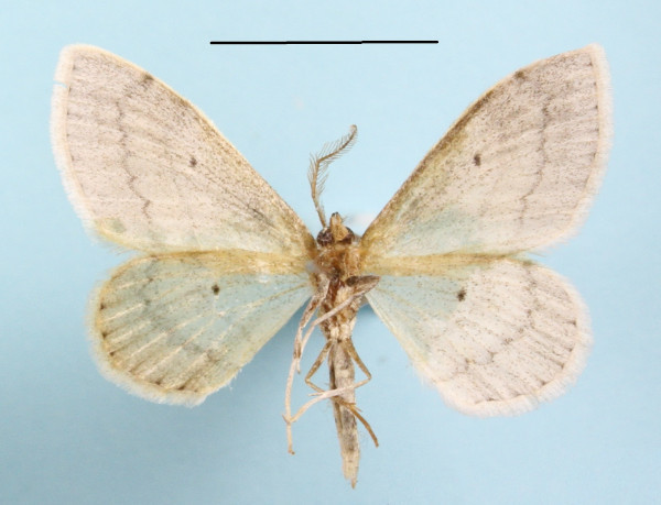 /filer/webapps/moths/media/images/P/palpifera_Scopula_A_MGCLb_01.JPG