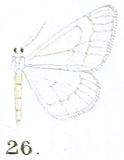 /filer/webapps/moths/media/images/P/palpifera_Scopula_HT_Prout_17-26.jpg