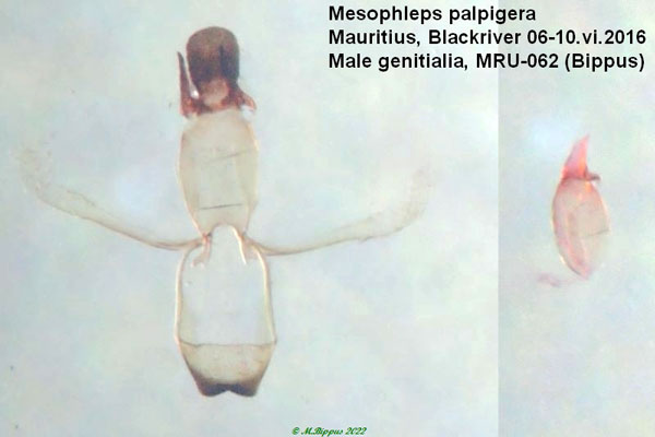 /filer/webapps/moths/media/images/P/palpigera_Mesophleps_GM_Bippus.jpg