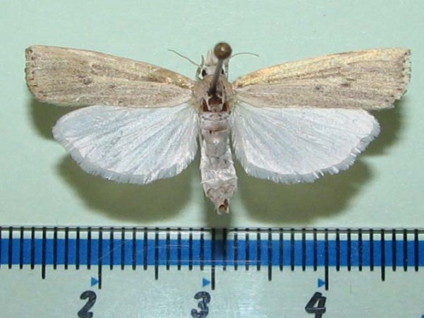 /filer/webapps/moths/media/images/P/paludella_Calamotropha_A_Goff_02.jpg