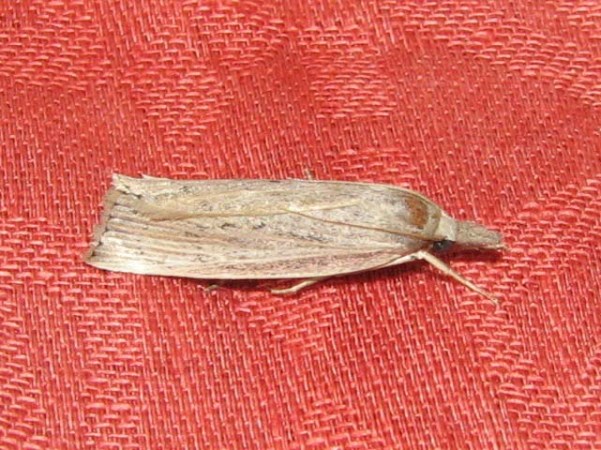 /filer/webapps/moths/media/images/P/paludella_Calamotropha_A_Goff_03.jpg