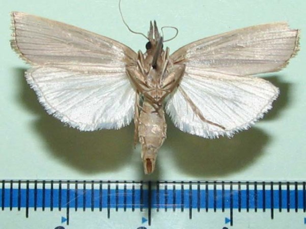 /filer/webapps/moths/media/images/P/paludella_Calamotropha_A_Goffb_01.jpg
