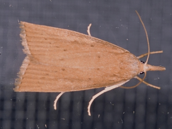 /filer/webapps/moths/media/images/P/paludella_Calamotropha_A_Roland.jpg
