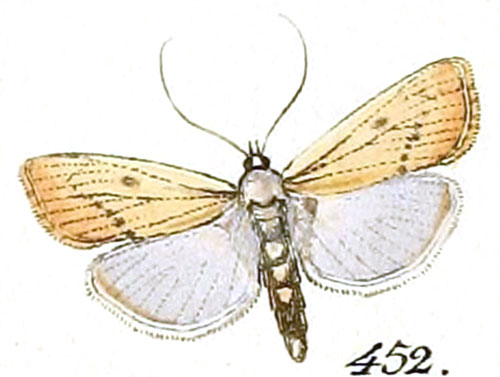 /filer/webapps/moths/media/images/P/paludella_Tinea_ST_Hubner_68-452.jpg