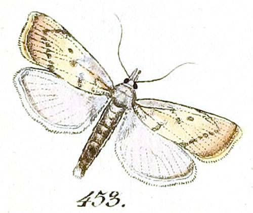 /filer/webapps/moths/media/images/P/paludella_Tinea_ST_Hubner_68-453.jpg