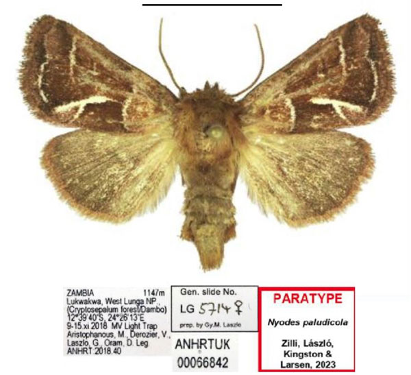 /filer/webapps/moths/media/images/P/paludicola_Nyodes_PTF_ANHRT_02.jpg
