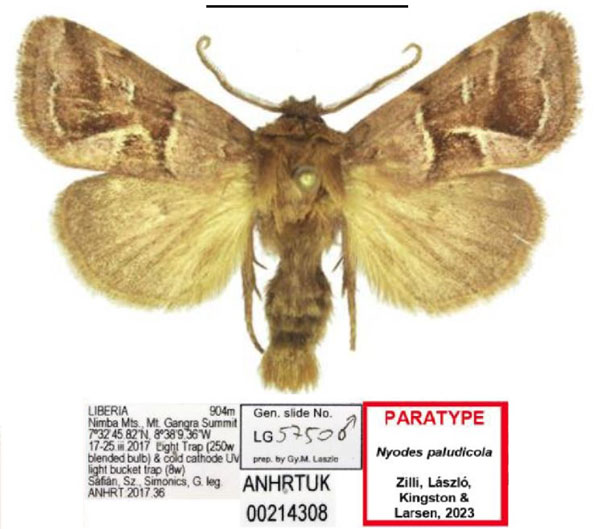 /filer/webapps/moths/media/images/P/paludicola_Nyodes_PTM_ANHRT.jpg
