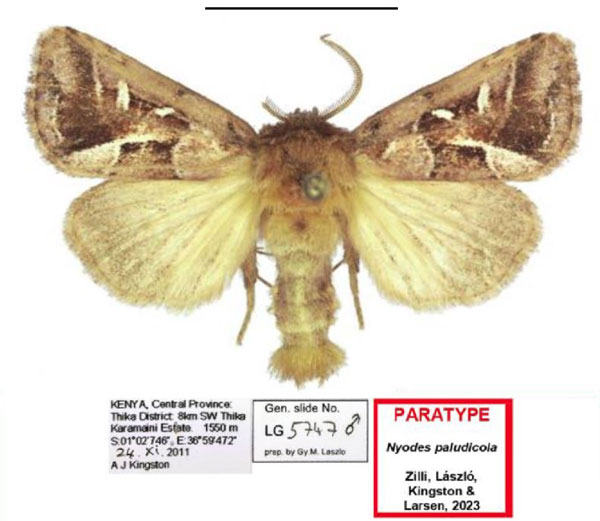 /filer/webapps/moths/media/images/P/paludicola_Nyodes_PTM_Kingston.jpg
