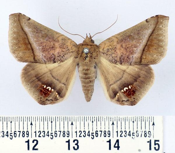 /filer/webapps/moths/media/images/P/palumbiodes_Macaldenia_AF_BMNH.jpg