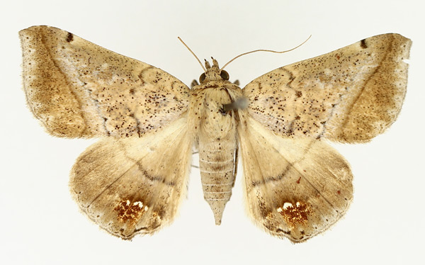 /filer/webapps/moths/media/images/P/palumbiodes_Macaldenia_AF_TMSA_01.jpg