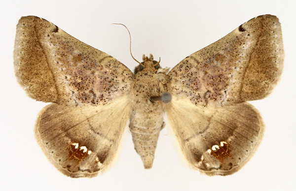 /filer/webapps/moths/media/images/P/palumbiodes_Macaldenia_AF_TMSA_02.jpg