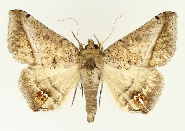 /filer/webapps/moths/media/images/P/palumbiodes_Macaldenia_AM_TMSA_01.jpg