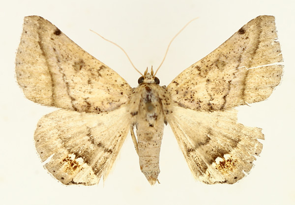/filer/webapps/moths/media/images/P/palumbiodes_Macaldenia_AM_TMSA_02.jpg