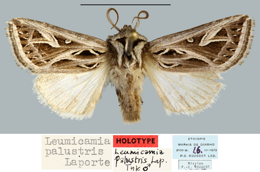 /filer/webapps/moths/media/images/P/palustris_Leumicamia_HT_MNHN.jpg