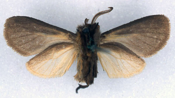 /filer/webapps/moths/media/images/P/pamela_Metarctia_HT_BMNH_02.jpg