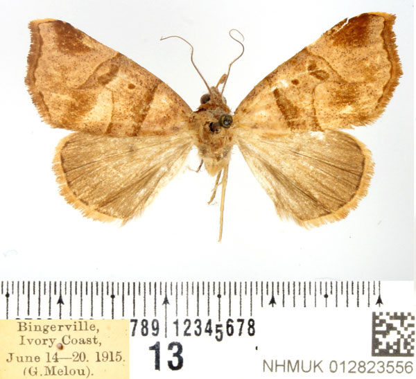 /filer/webapps/moths/media/images/P/pammicta_Marcipa_AF_BMNH.jpg