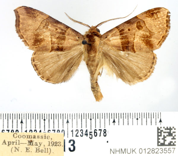 /filer/webapps/moths/media/images/P/pammicta_Marcipa_AM_BMNH.jpg