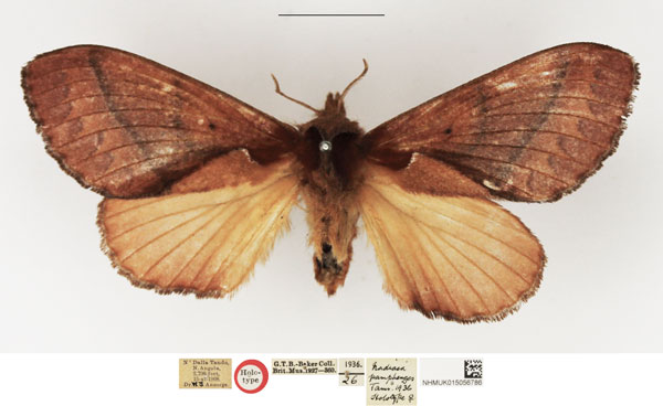 /filer/webapps/moths/media/images/P/pamphenges_Nadiasa_HT_NHMUK.jpg