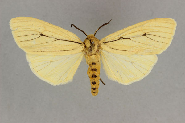 /filer/webapps/moths/media/images/P/pamphilia_Popoudina_AT_BMNH.jpg