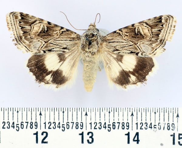 /filer/webapps/moths/media/images/P/panaceorum_Armada_AF_BMNH.jpg