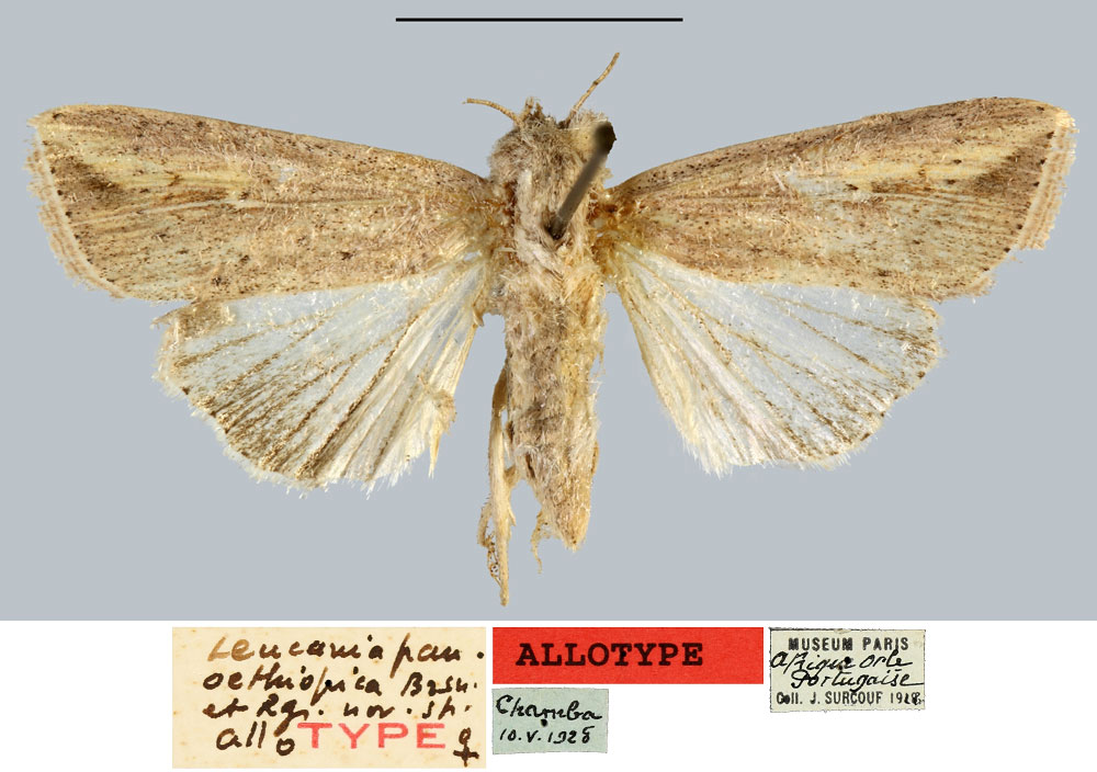 /filer/webapps/moths/media/images/P/panaethiopica_Leucania_AT_MNHN.jpg