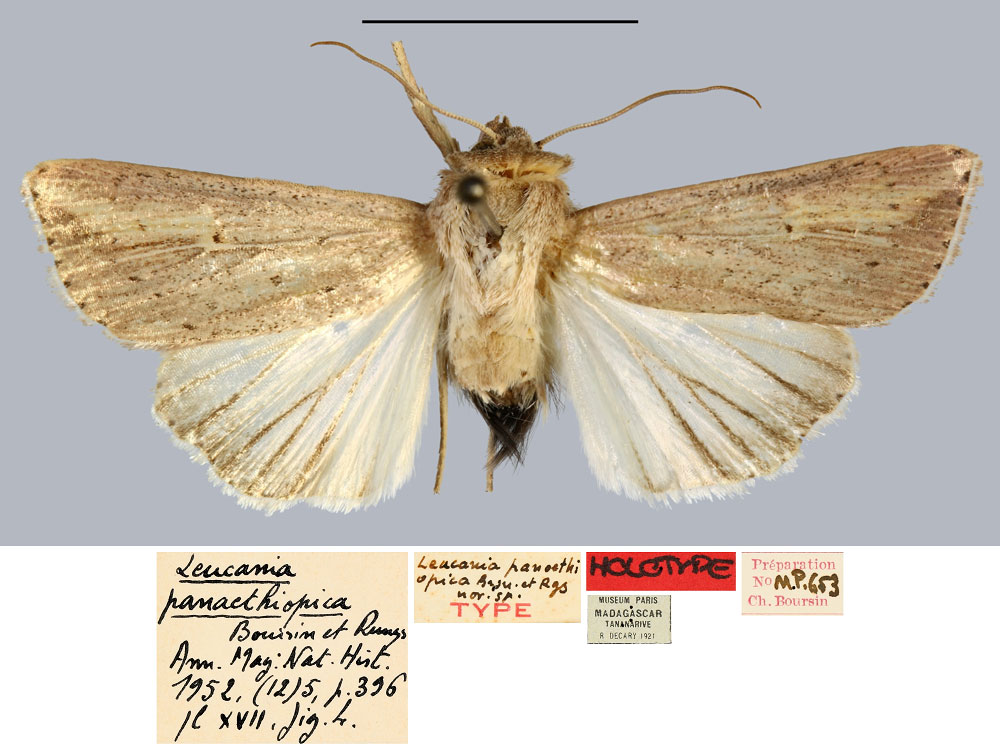 /filer/webapps/moths/media/images/P/panaethiopica_Leucania_HT_MNHN.jpg