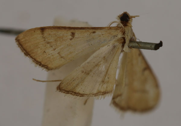 /filer/webapps/moths/media/images/P/panaeusalis_Bradina_HT_BMNH.jpg