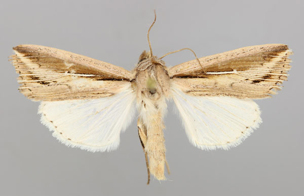 /filer/webapps/moths/media/images/P/panarista_Aletia_A_RMCA_01.jpg
