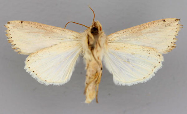 /filer/webapps/moths/media/images/P/panarista_Aletia_A_RMCA_02.jpg