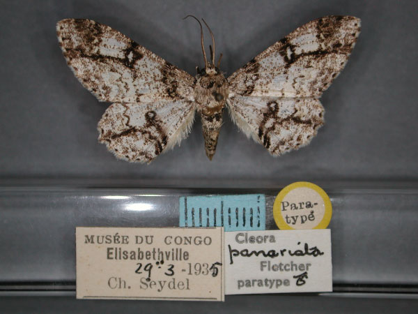 /filer/webapps/moths/media/images/P/panarista_Cleora_PT_RMCA_01.jpg