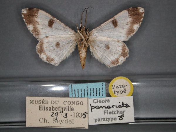 /filer/webapps/moths/media/images/P/panarista_Cleora_PT_RMCA_02.jpg