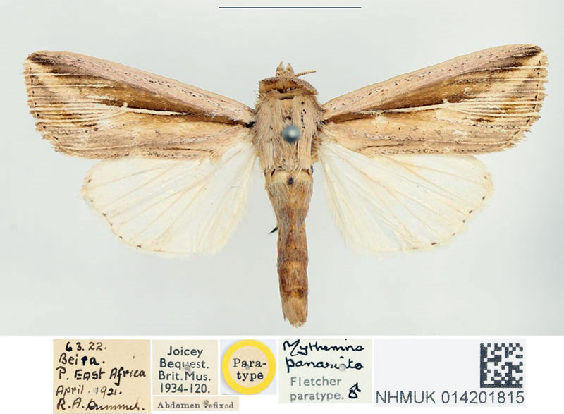 /filer/webapps/moths/media/images/P/panarista_Mythimna_PTM_BMNH.jpg