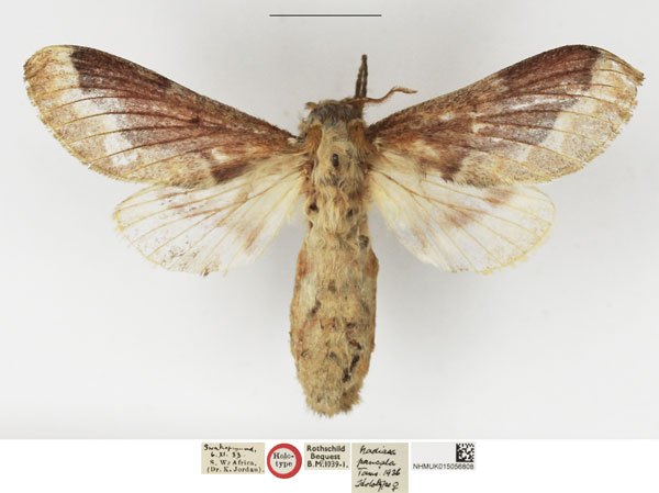 /filer/webapps/moths/media/images/P/pancala_Nadiasa_HT_NHMUK.jpg