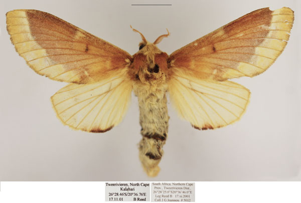 /filer/webapps/moths/media/images/P/pancala_Streblote_AF_TMSA_02.jpg