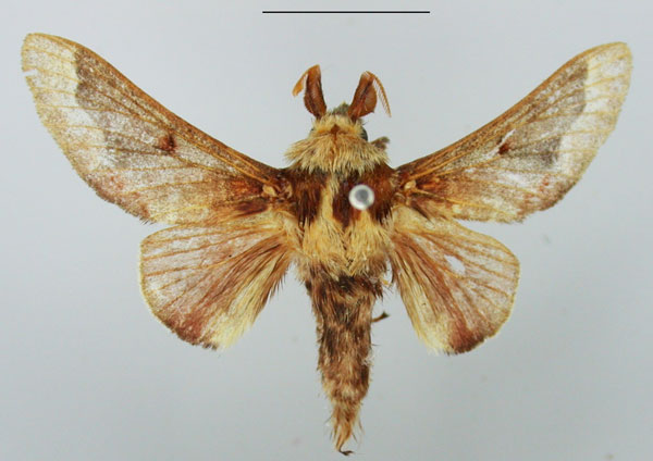 /filer/webapps/moths/media/images/P/pancala_Streblote_AM_TMSA_01.jpg